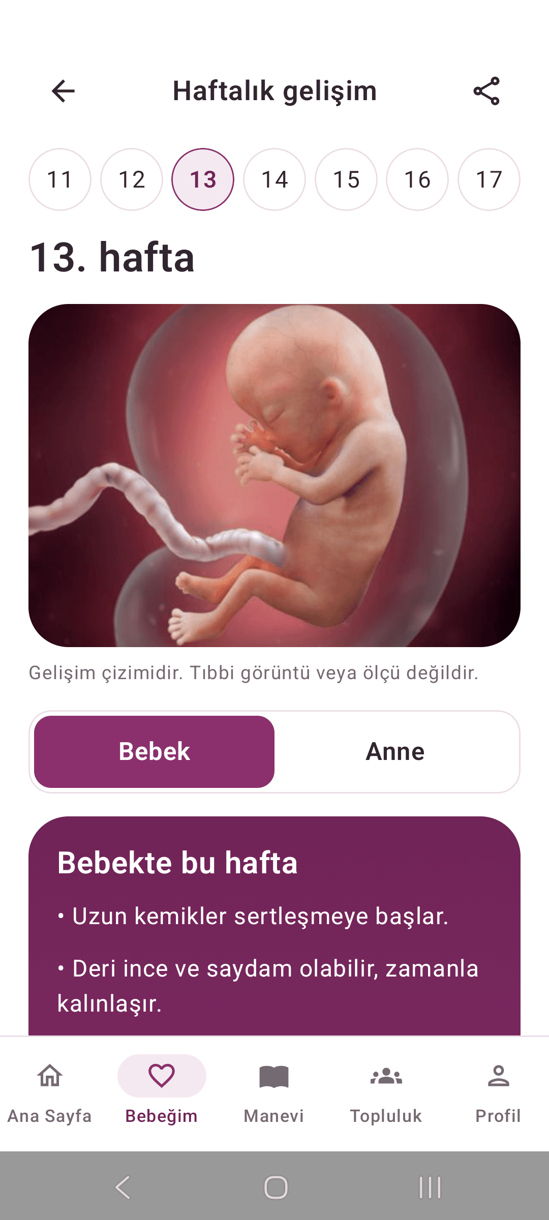 Haftalık gelişim ekranı: hafta seçici, gelişim çizimi ve bebek notu